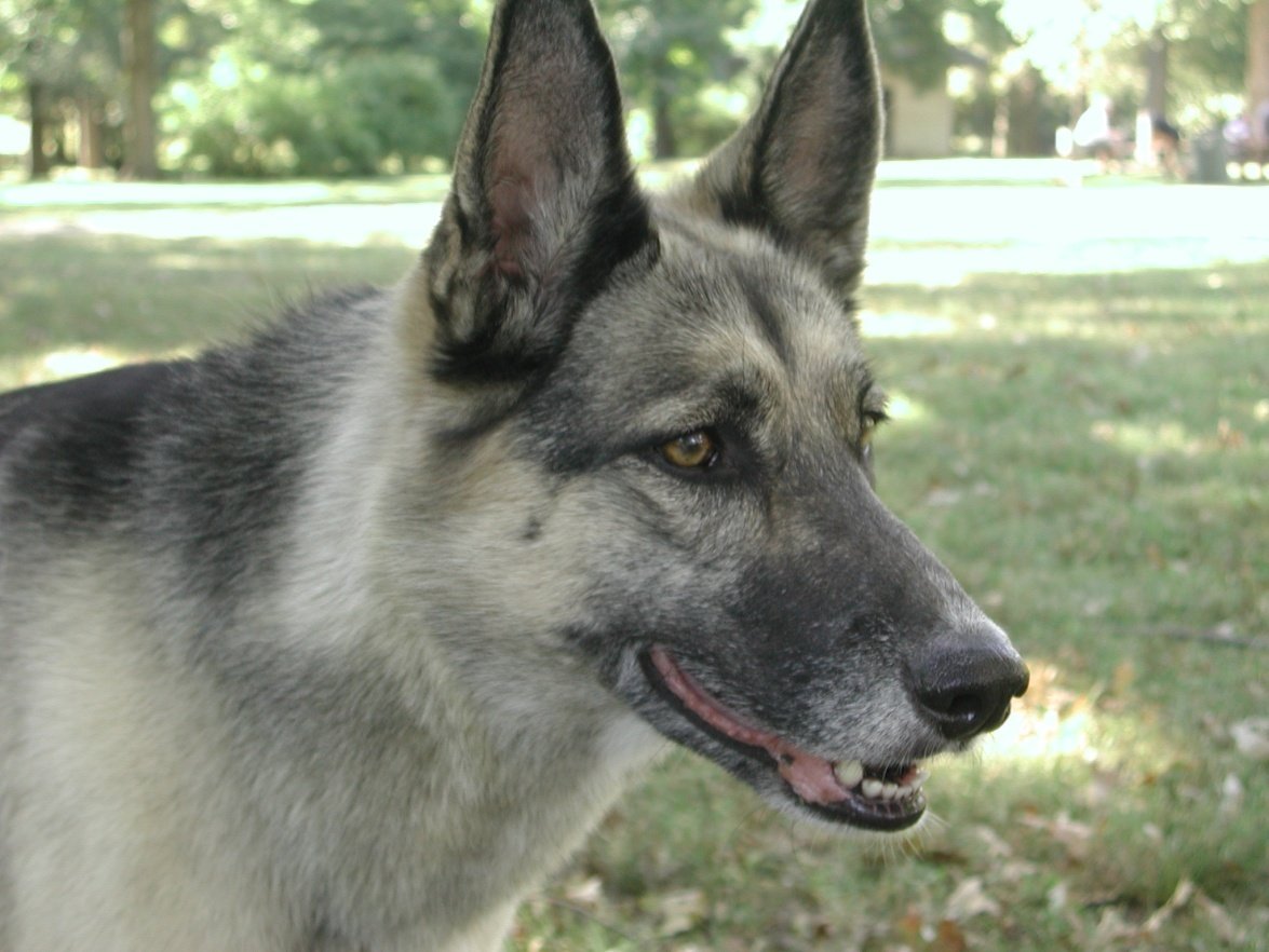 Gray German Shepherd