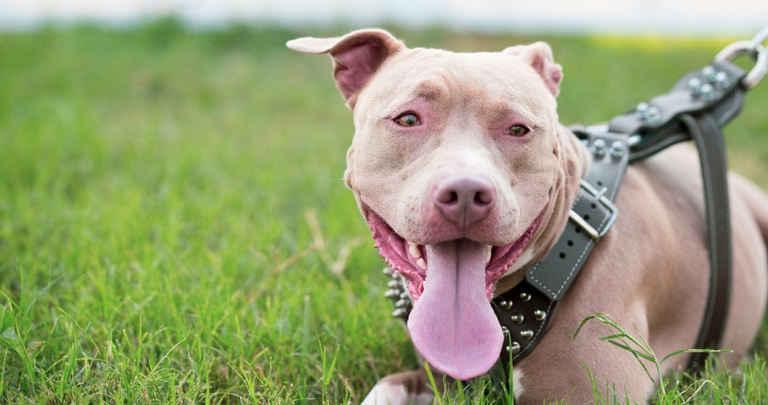 The 500 Best Pitbull Names for New Owners | Canine Weekly