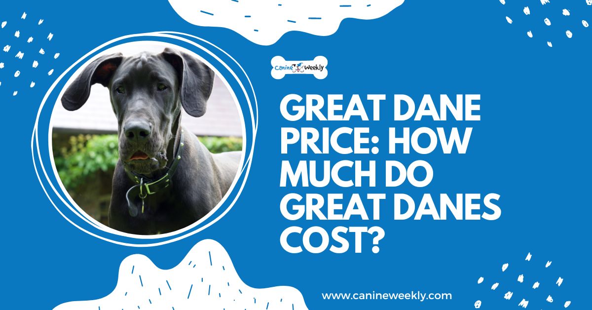 Great dane outlet food cost