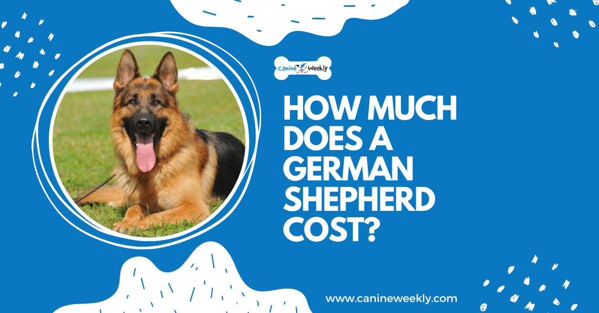 German shepherd food clearance cost