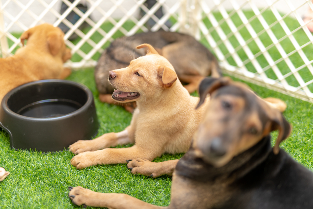 The 8 Best Outdoor Dog Kennels for Large Dogs Canine Weekly