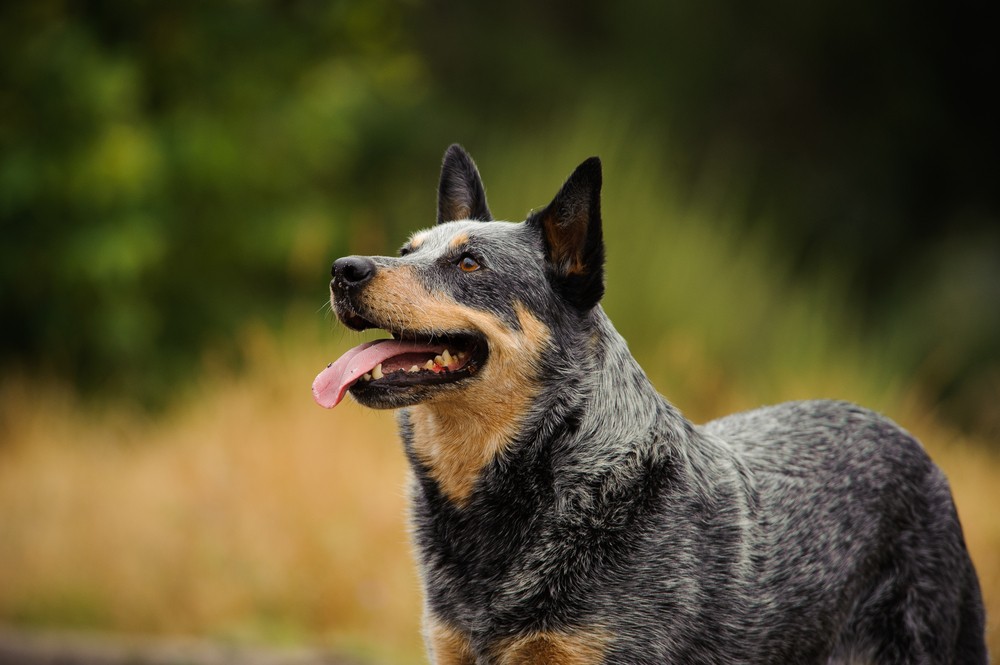 Top 25 Low Maintenance Dog Breeds | Canine Weekly