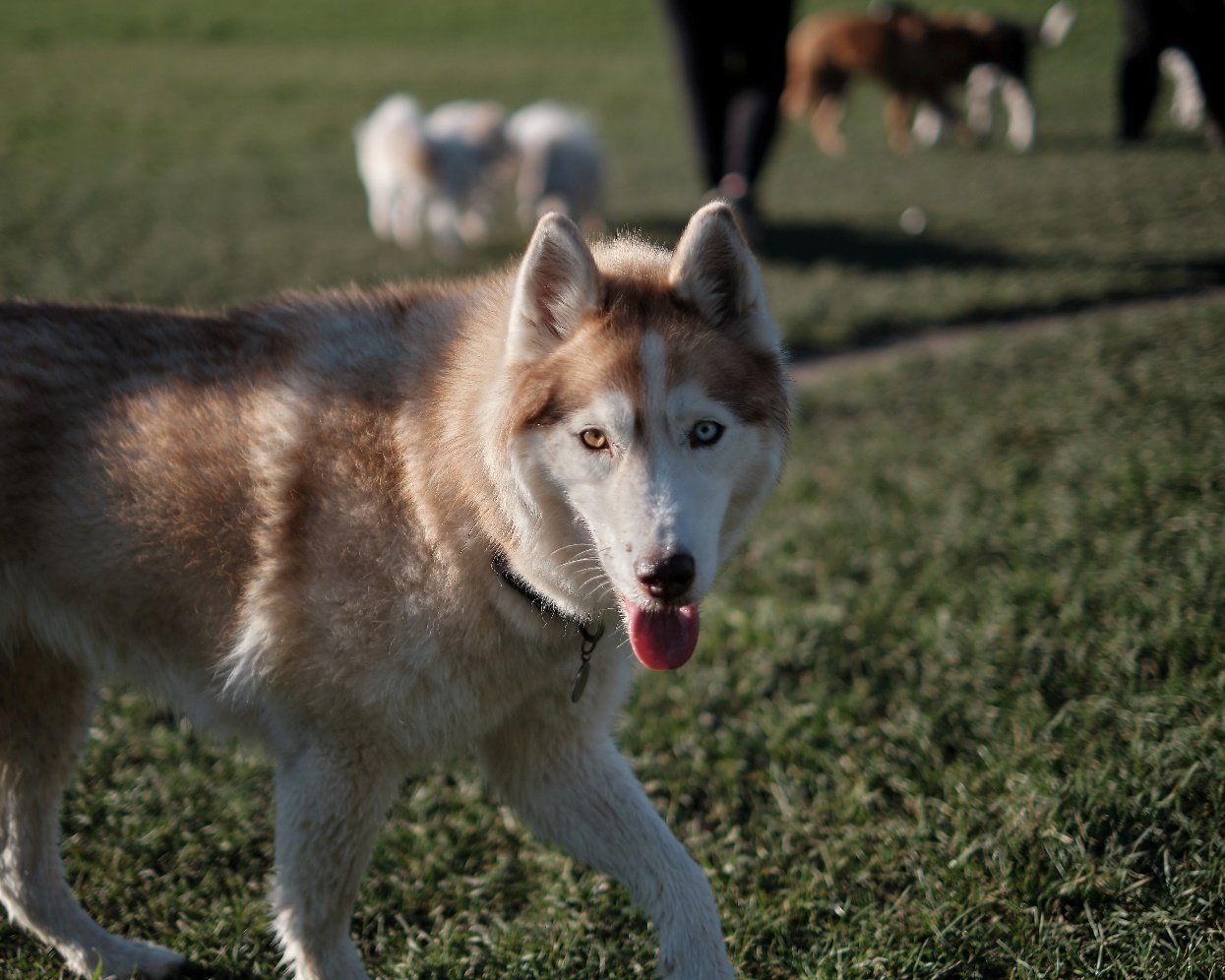 Husky Names 500 Name Ideas for Huskies Canine Weekly