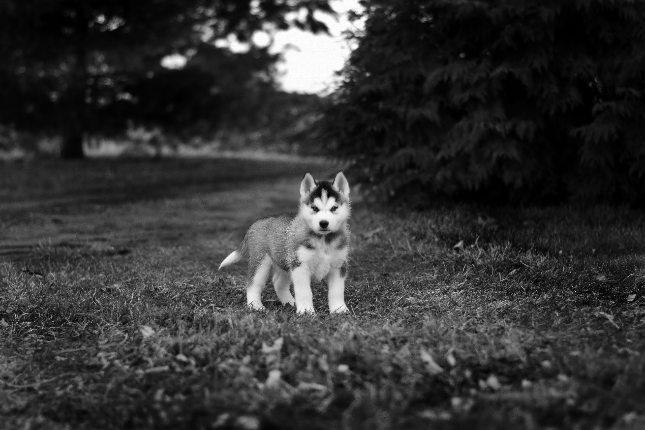 Husky Names 500 Name Ideas for Huskies Canine Weekly