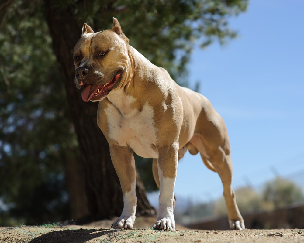 Strongest Dog In The World 2024 - Perla Brandais