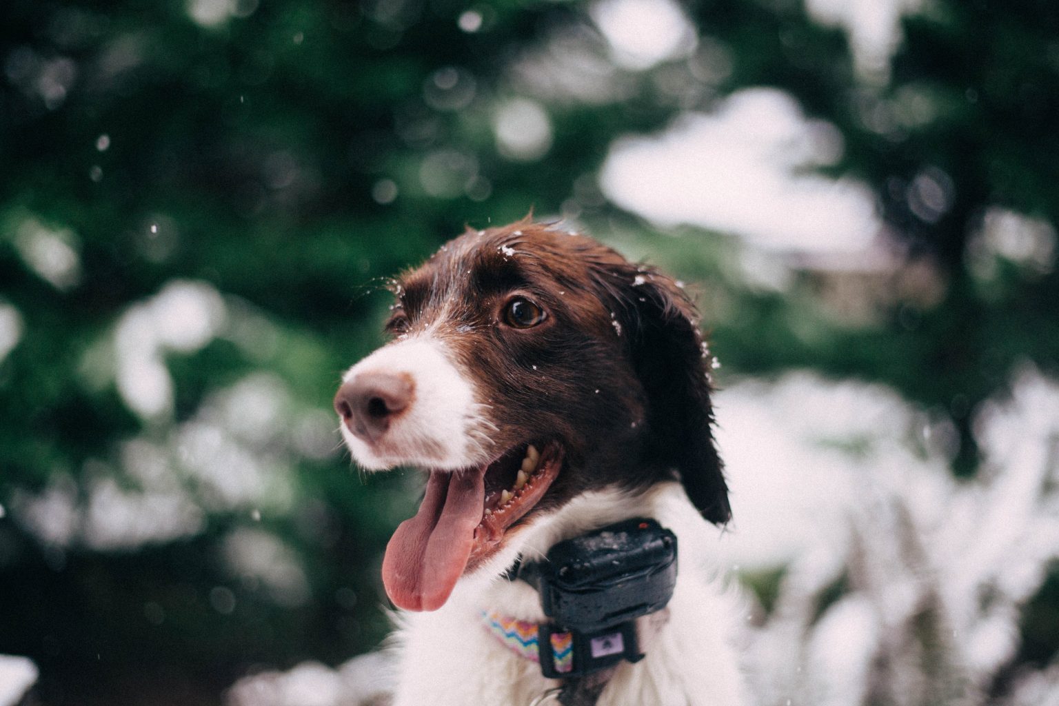Best Dog Bark Collars for Training