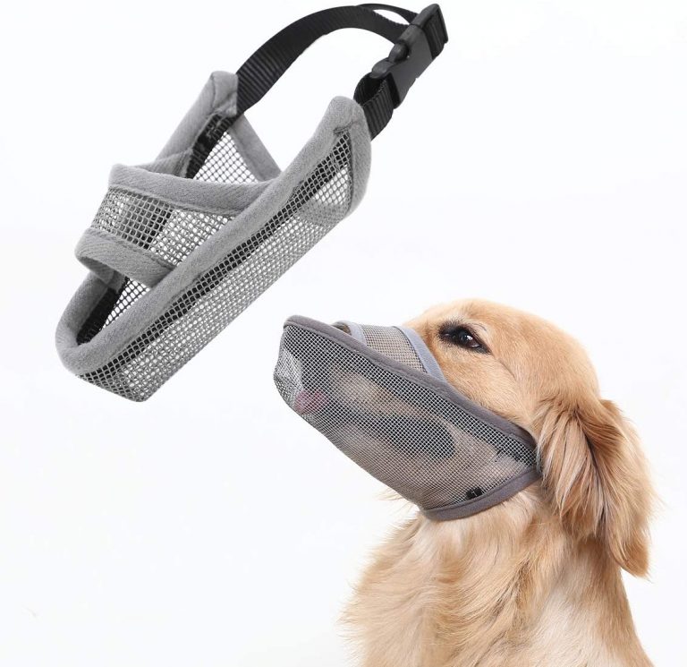 How to Pick the Perfect Dog Muzzle