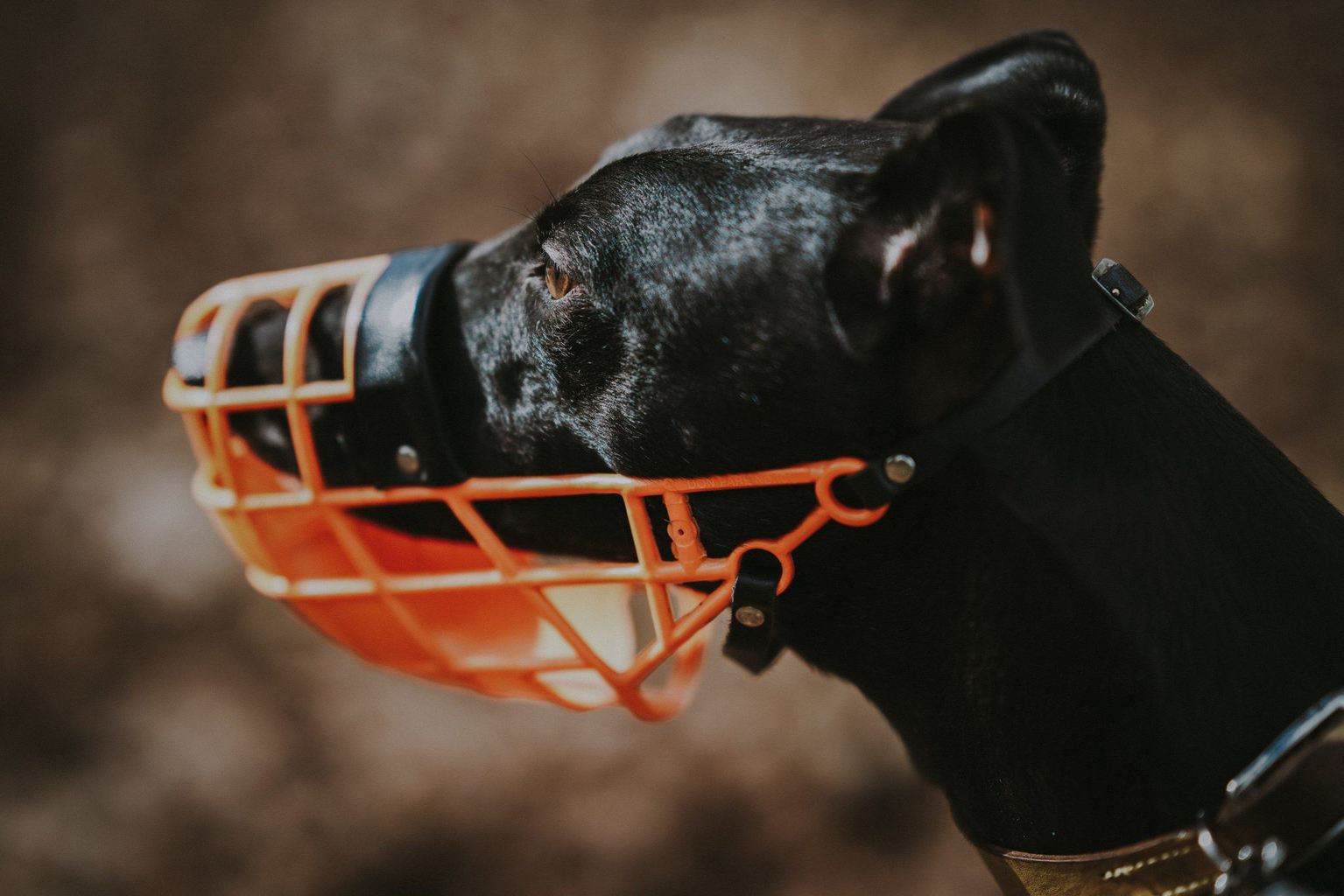 How to Pick the Perfect Dog Muzzle