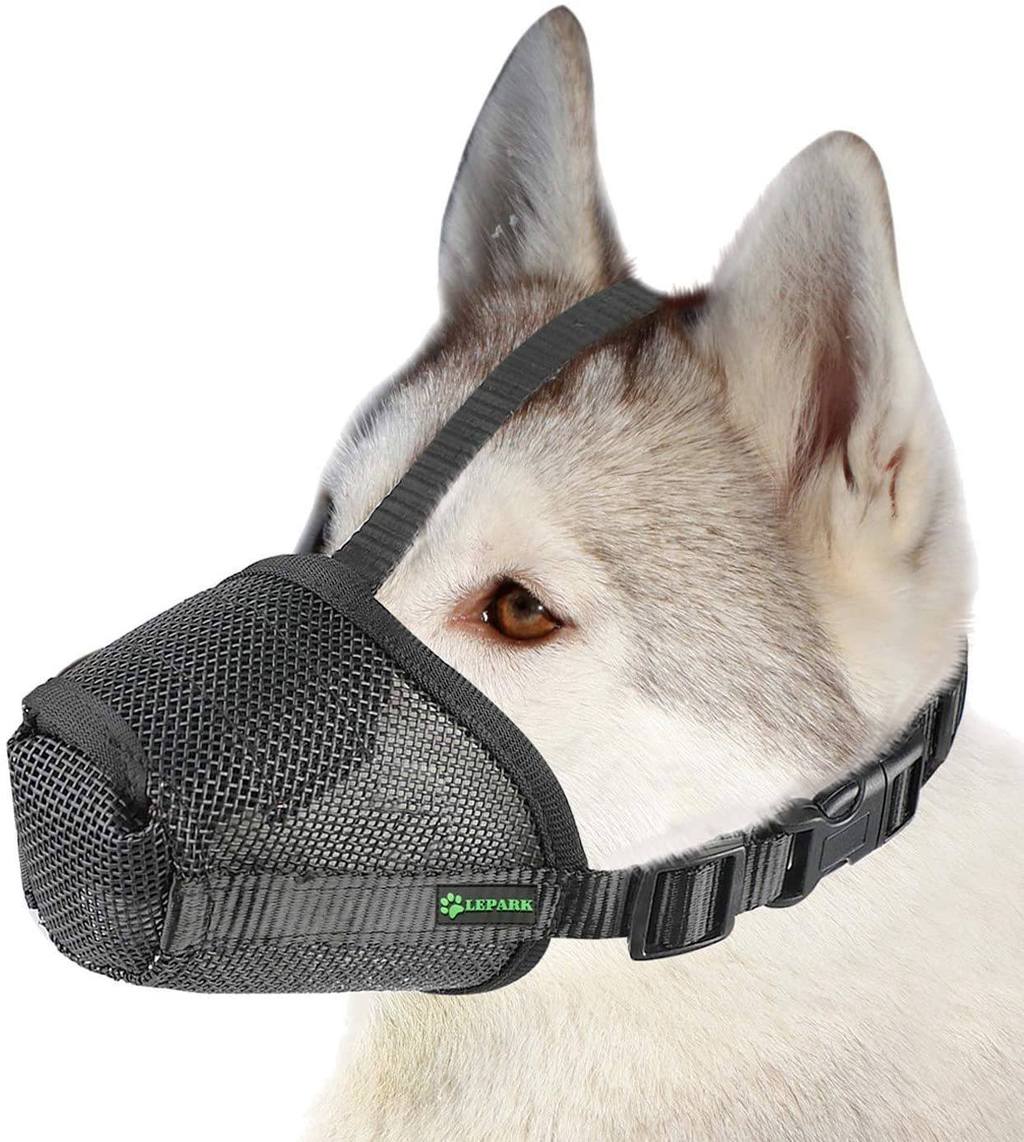 How to Pick the Perfect Dog Muzzle