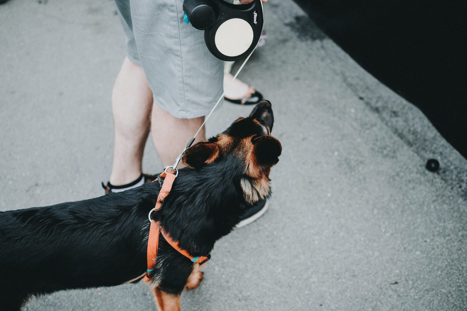 upsky retractable dog leash