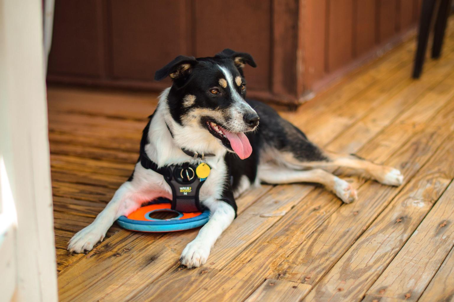 what-is-the-best-service-dog-vest