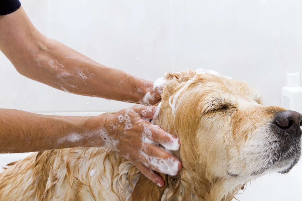 10 Best Dog Shampoos for Dry Skin and Dandruff of 2022