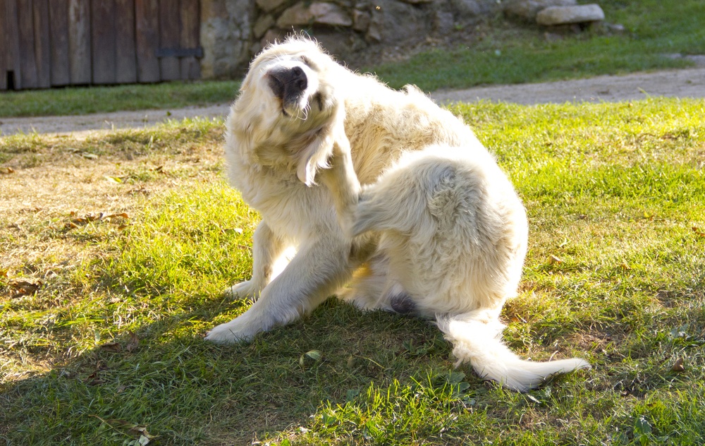 dog with yeast infection
