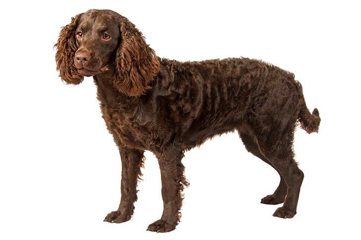 Curly Haired Dog Breeds