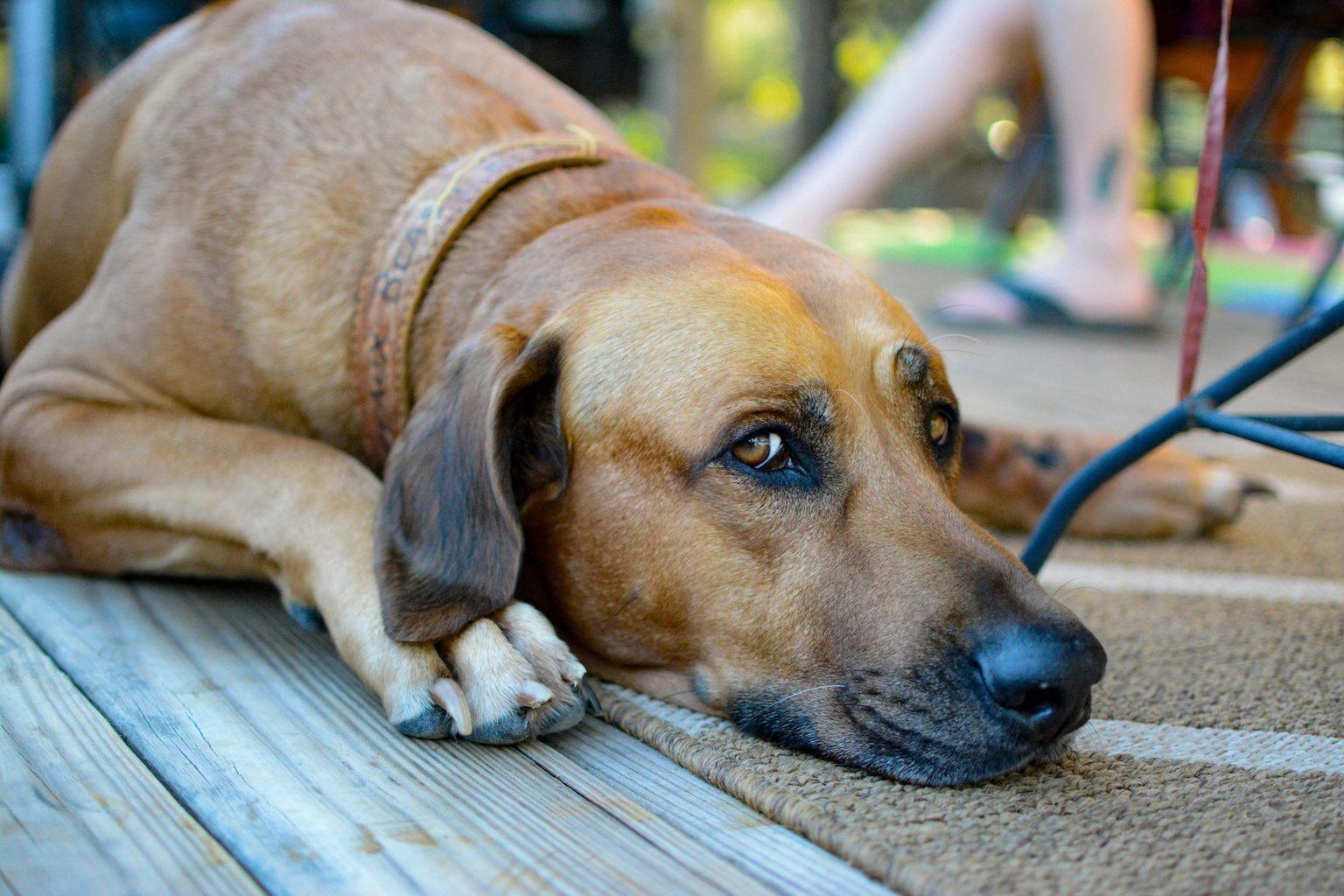 Rhodesian Ridgeback: Temperament, Personality Traits and More