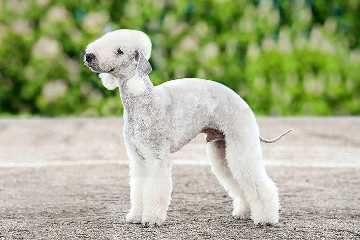 Curly Haired Dog Breeds