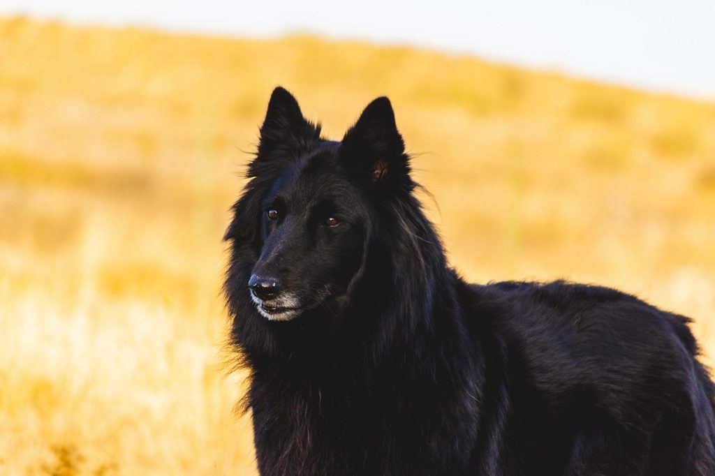 The Ultimate Guide To The Belgian Sheepdog