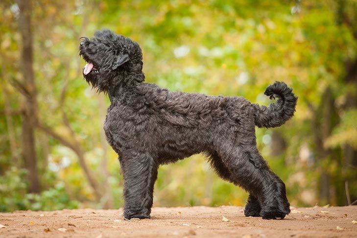 what-is-the-difference-between-a-black-russian-terrier-vs-a-giant