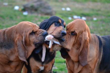Facts about Bloodhounds