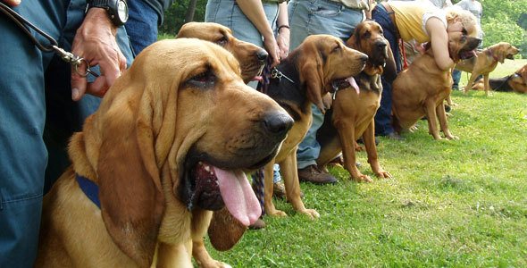 Facts about Bloodhounds