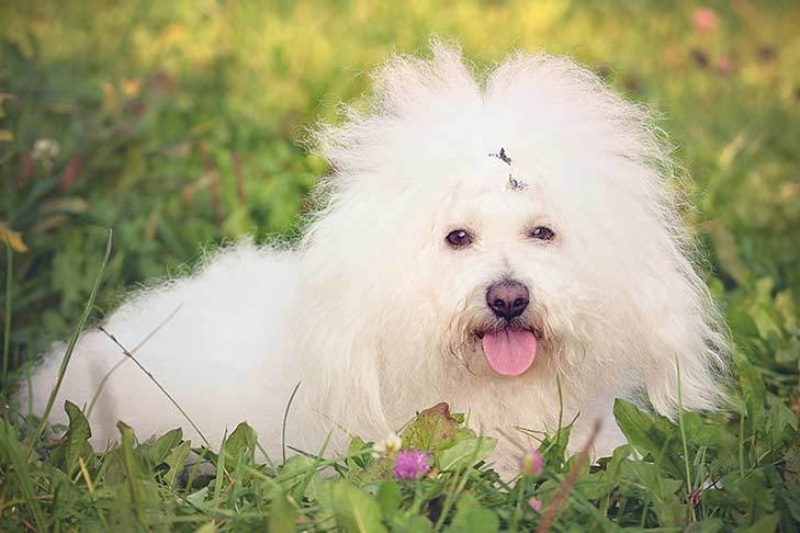 Curly Haired Dog Breeds