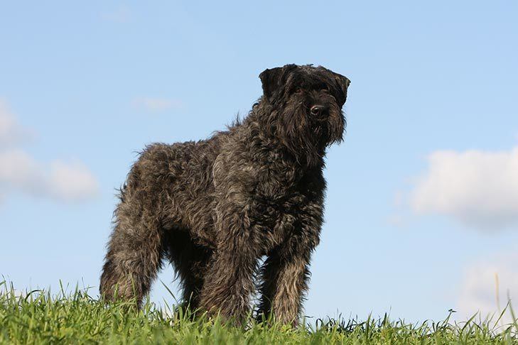 Curly Haired Dog Breeds