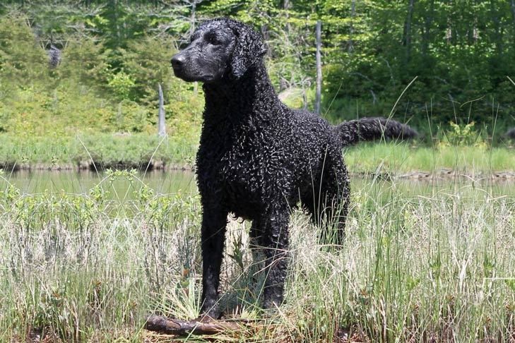 Curly Haired Dog Breeds