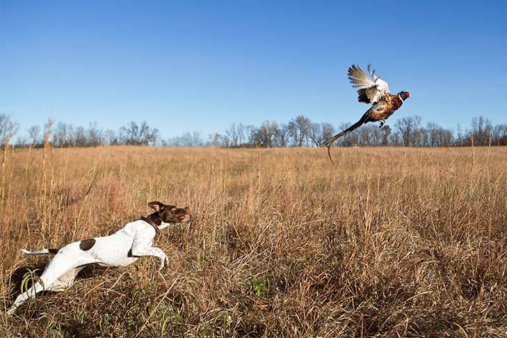 Different Types of Pointer Dogs