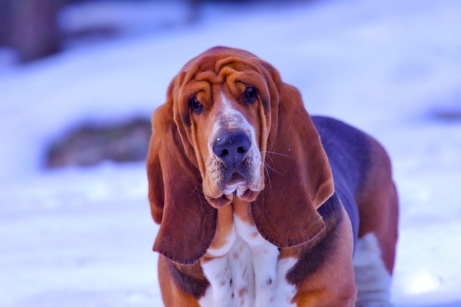 cane bloodhound