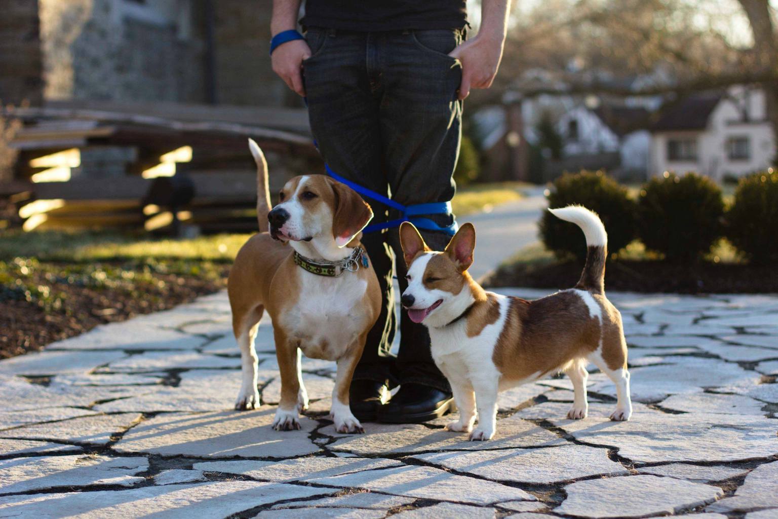 How to Train a Dog to Walk on a Leash in 6 Steps