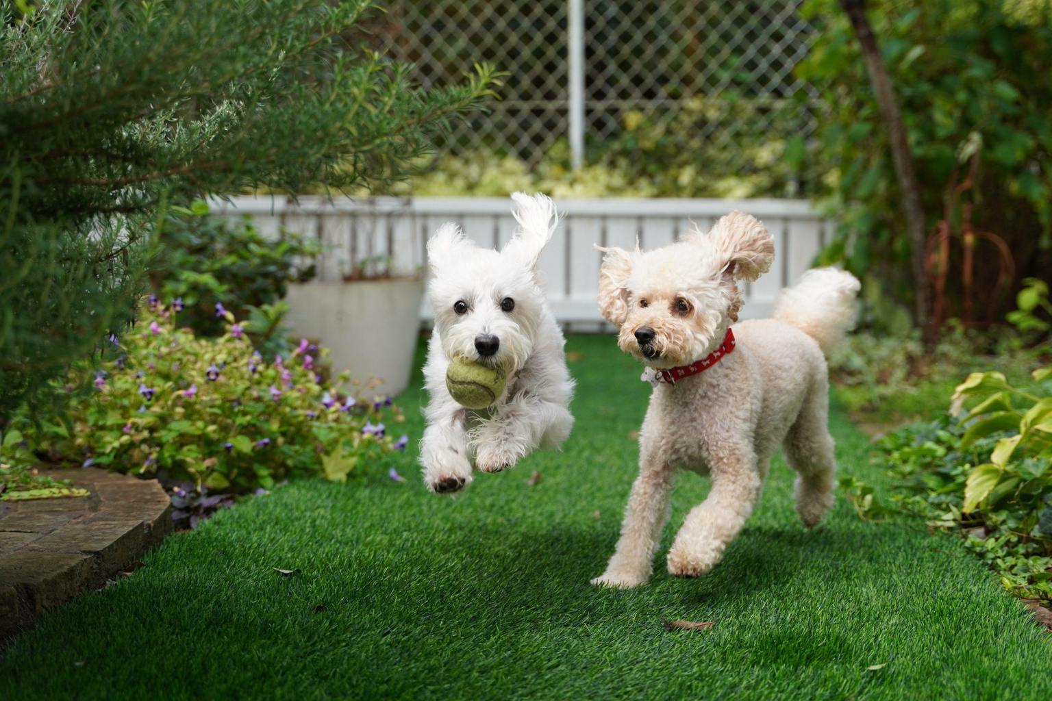 what-are-the-different-types-of-poodles