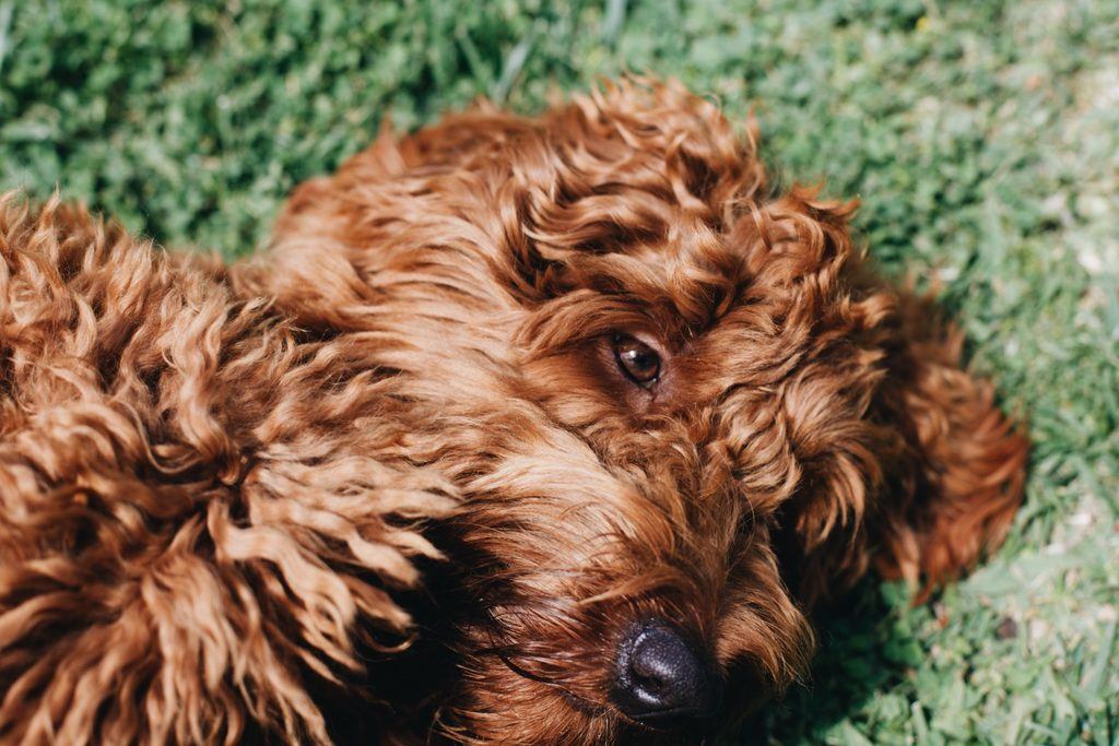 all-about-the-irish-setter-poodle-mix-irish-doodle