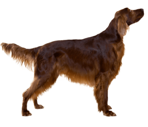 Irish Setter Poodle Mix