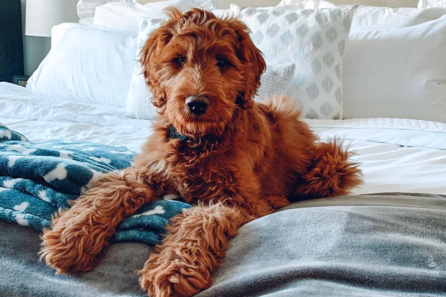 All About the Irish Setter Poodle Mix (Irish Doodle)