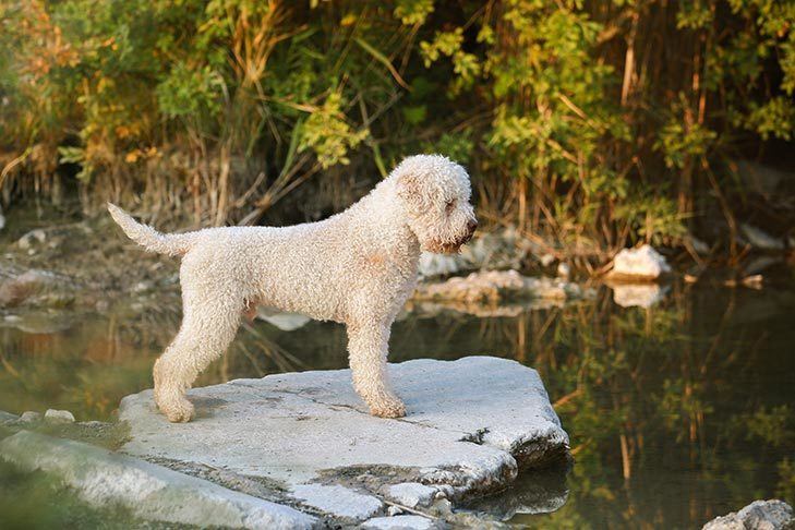 15 Curly-Haired Dog Breeds