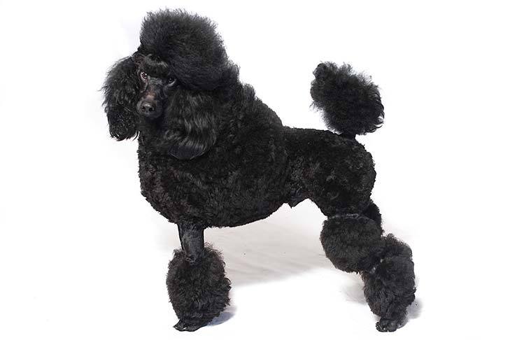 Types of Poodles