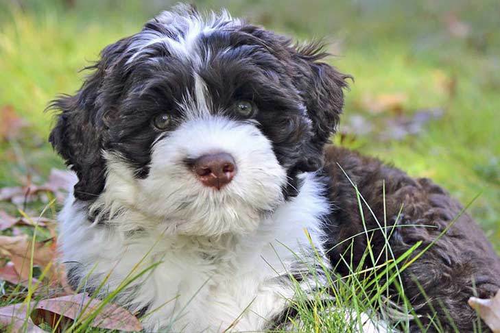 Curly Haired Dog Breeds