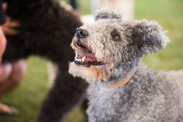 Curly Haired Dog Breeds