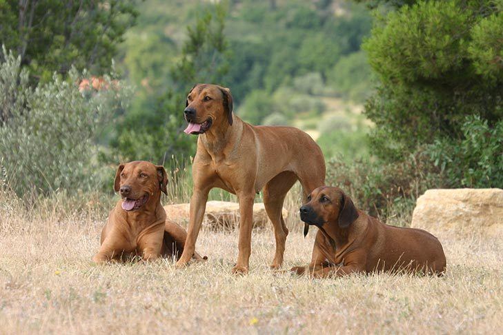 Rhodesian Ridgeback