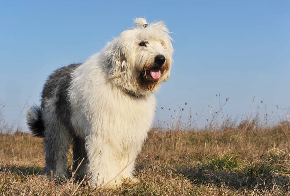 Types of Poodles