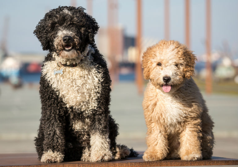 Curly Haired Dog Breeds