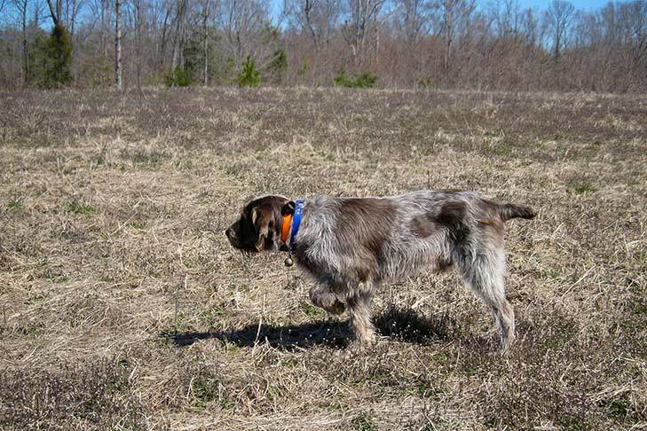 Different Types of Pointer Dogs