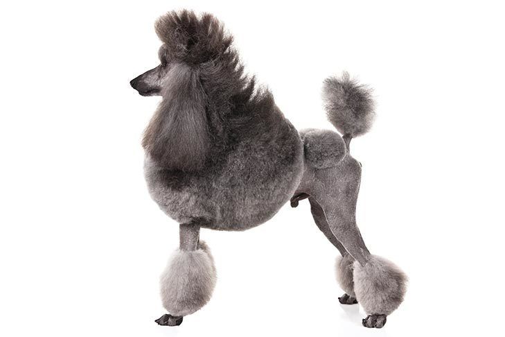 Types of Poodles