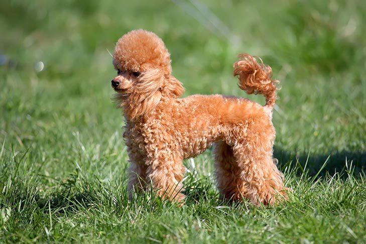 Types of Poodles