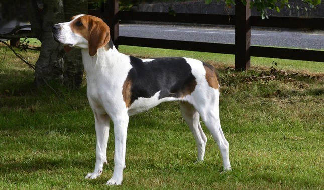 what-are-the-different-types-of-coonhounds