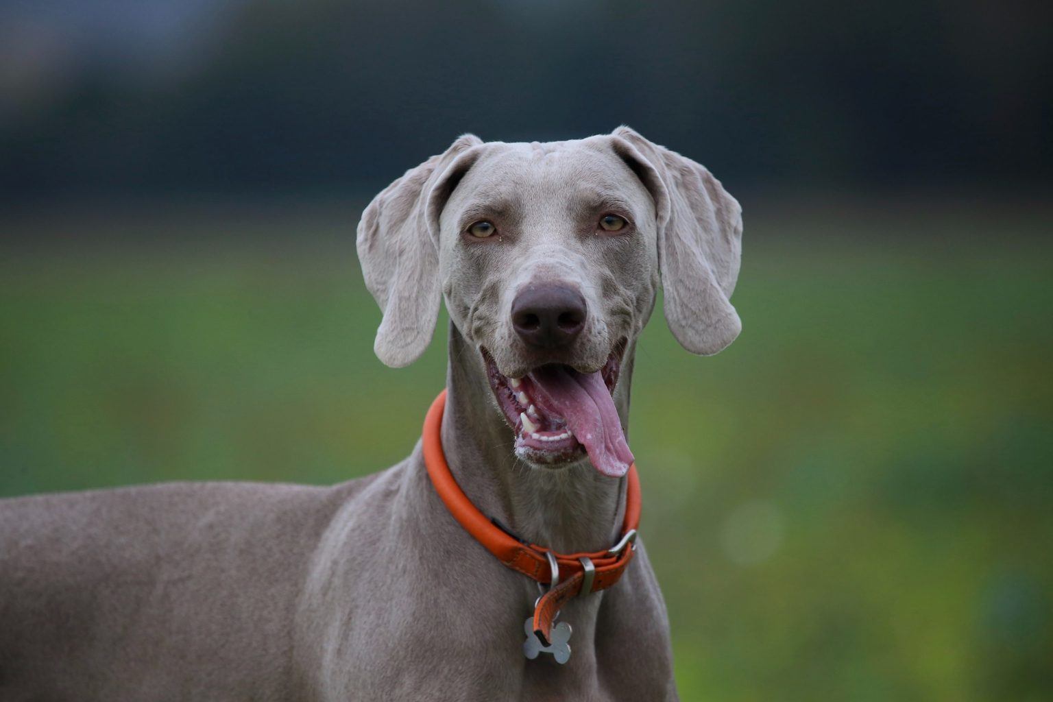 The Weimaraners’ Temperament: What You Need To Know