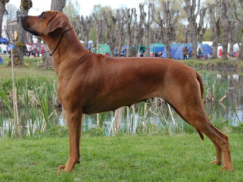 Rhodesian Ridgeback temperament