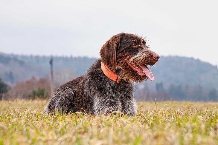 Different Types of Pointer Dogs