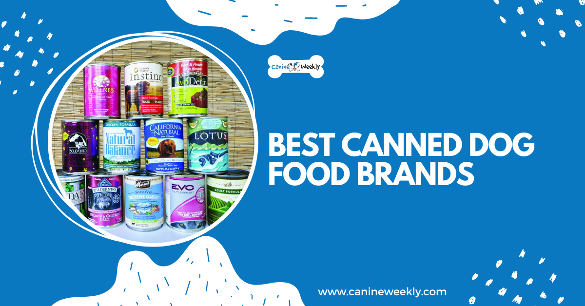 Best Canned Dog Food Brands in 2023