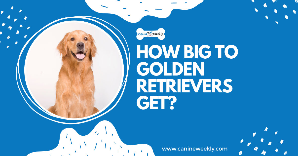 How Big to Golden Retrievers Get?